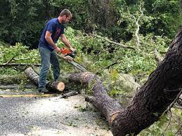 Best Storm Damage Tree Cleanup  in Celoron, NY