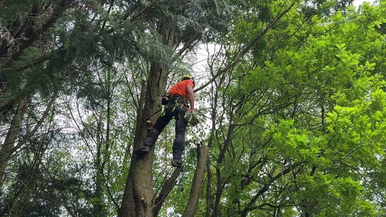 Best Tree Disease Treatment  in Celoron, NY